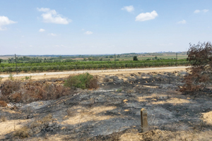 ICEJ Ashkelon Scorched Areas