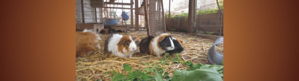 Learn how the ICEJ USA is helping to restore an animal therapy center for Israeli children.