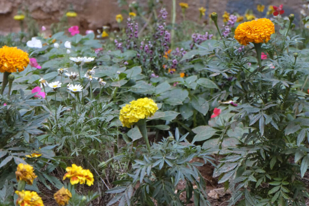 A garden center for Israelis with disabilities