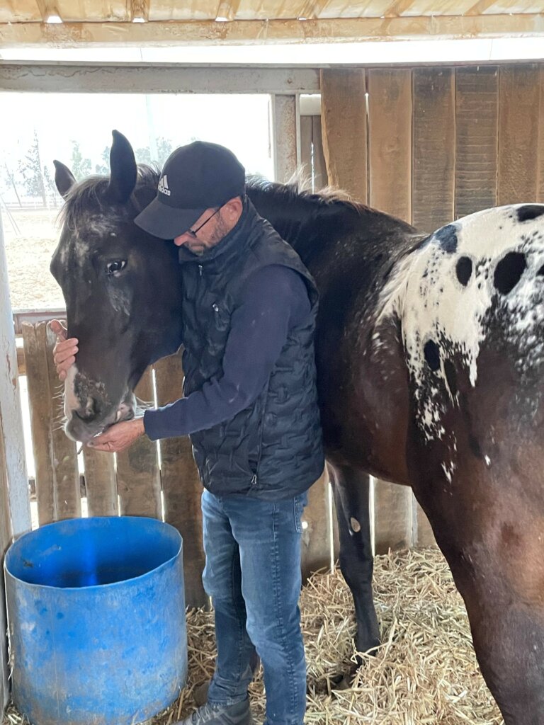 Appaloosa horse shown that is sponsored by ICEJ