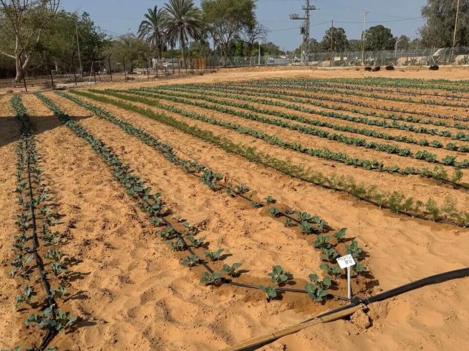 picture shows the field for ICEJ sponsored greenhouse before the groundbreaking