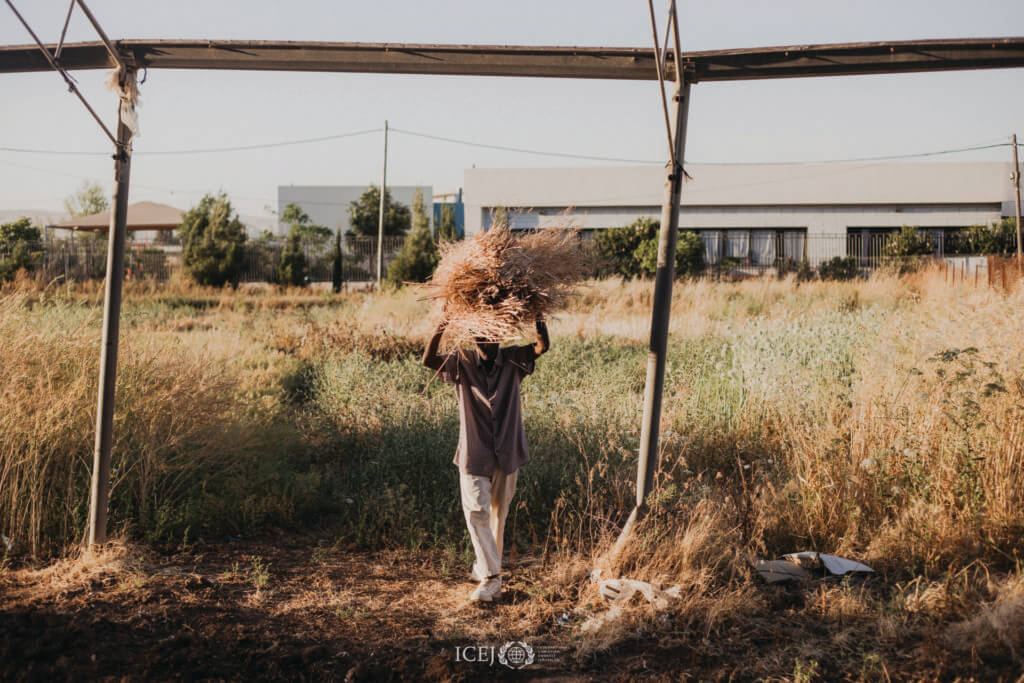 A man carrying wheat in a field