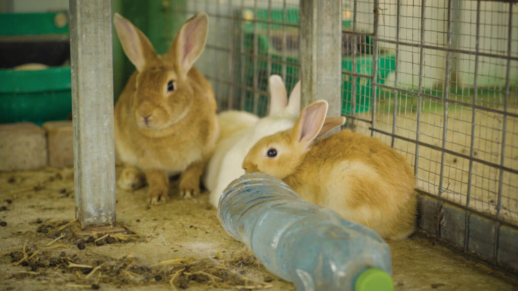 Animals at the Urim therapy ranch